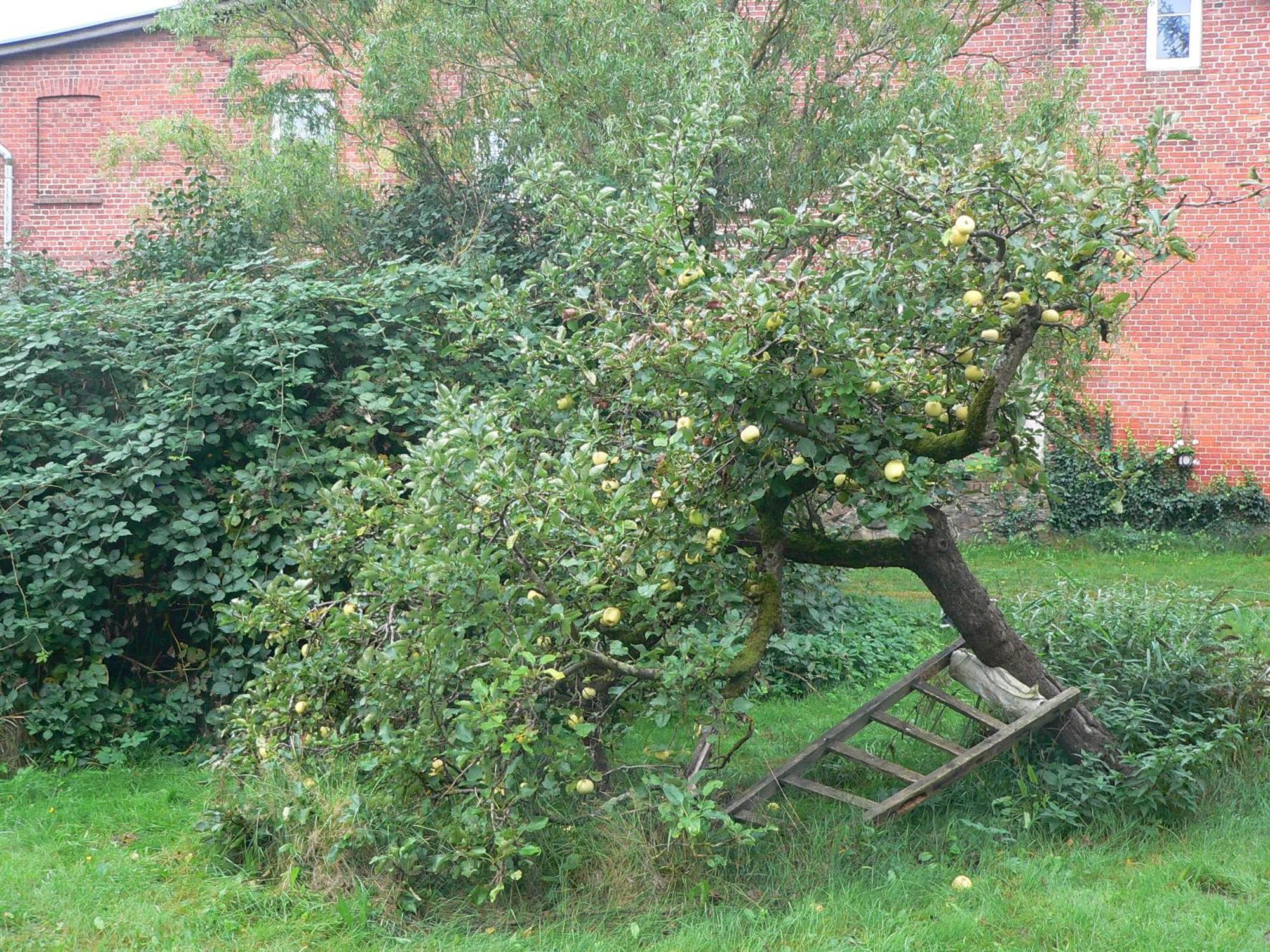 Appartement Alte Baeckerei Gnade Auf Ruegen à Sehlen Extérieur photo